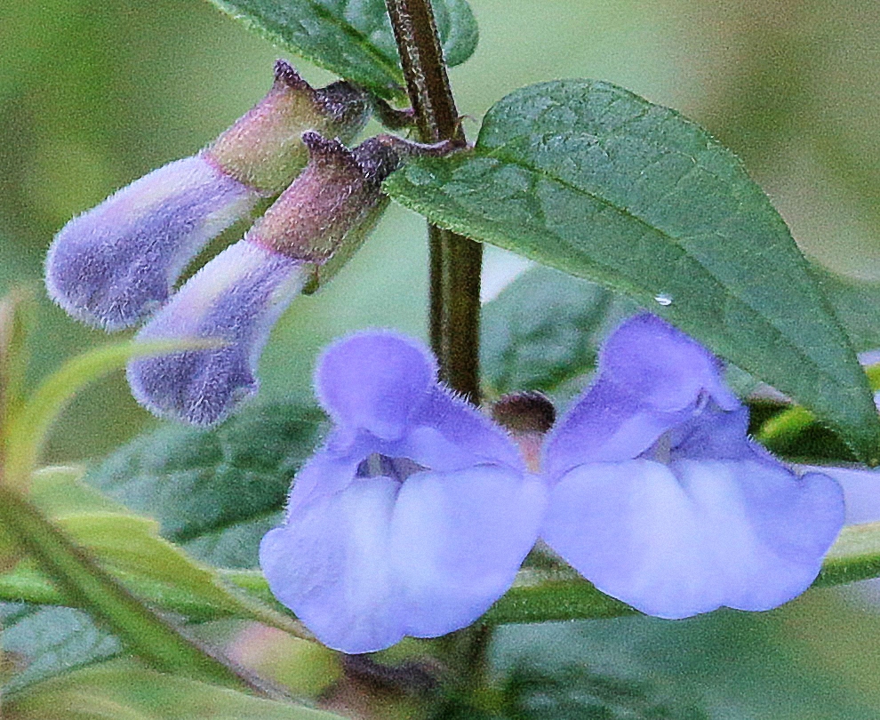 Marsh Skullcap – A Wildflower Journal