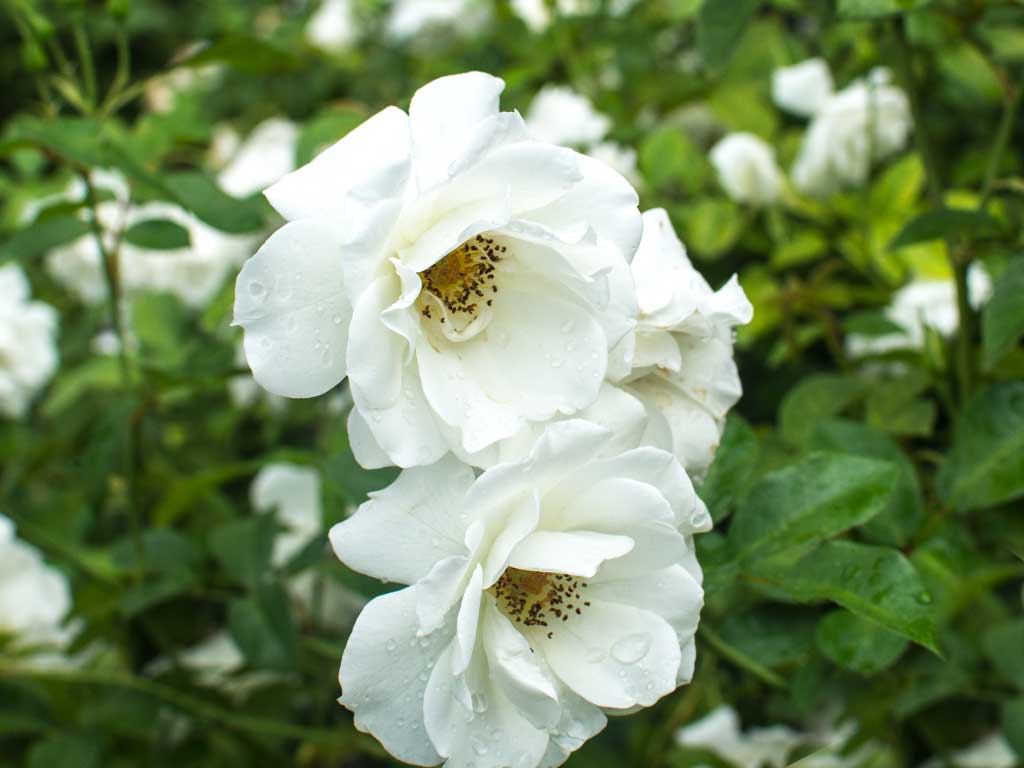 Iceberg - Just Roses - Garden Rose Centre