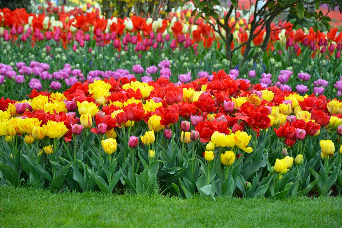 How to Grow and Care for Tulip Flowers | Gardener's Path