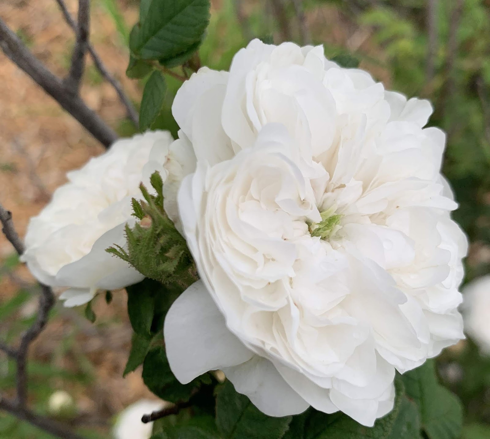 Garden Musings: Perfect White Roses