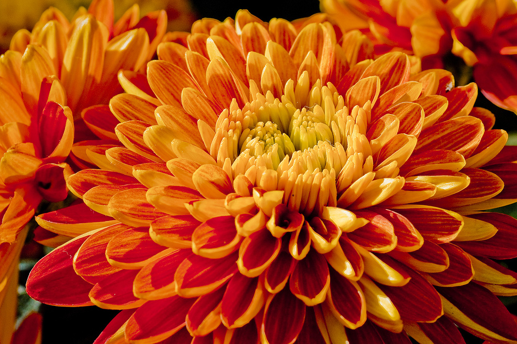 Chrysanthemum: Symbolism - Beneva Flowers