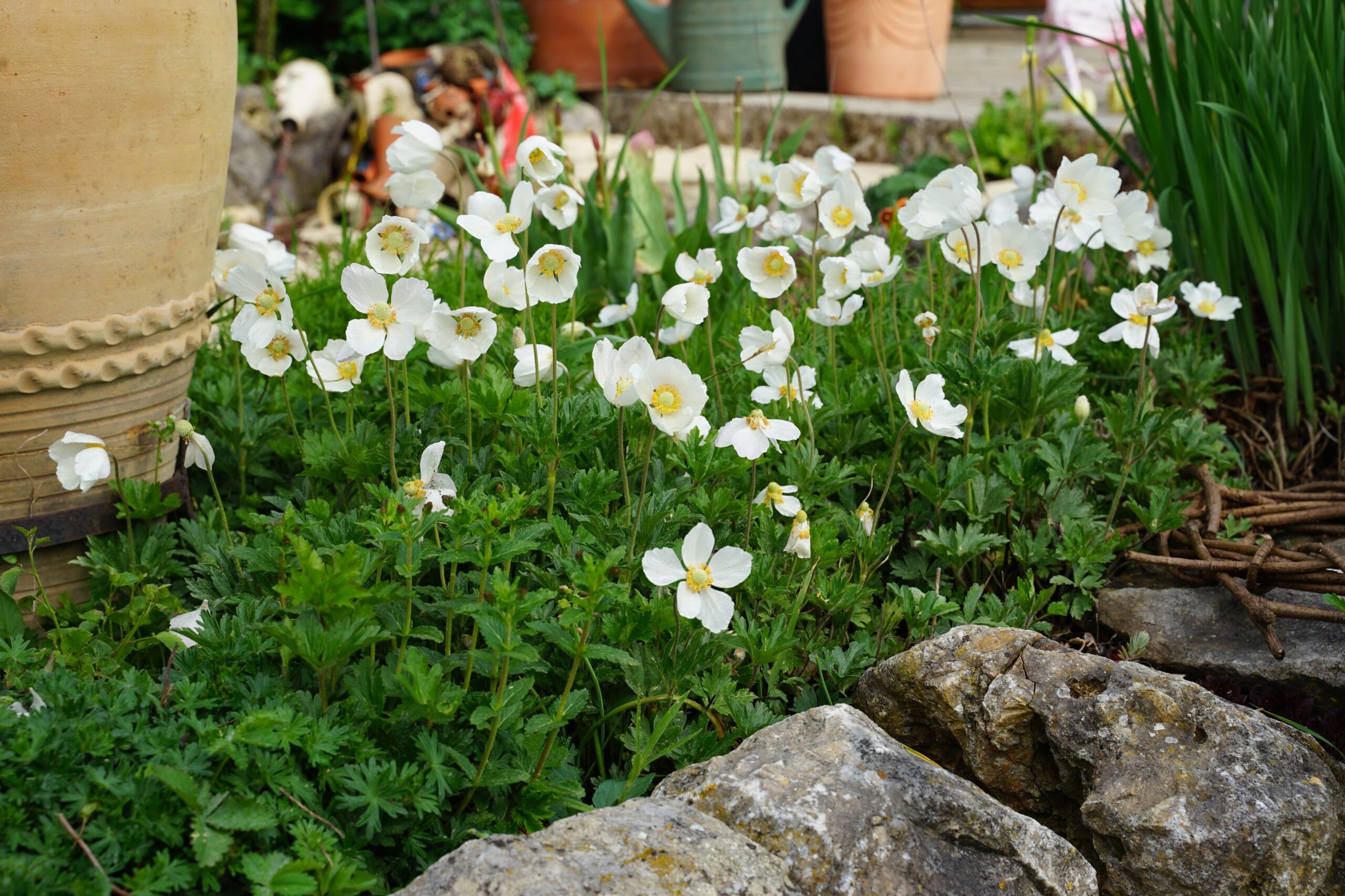 Wald-Anemone - Anemone sylvestris