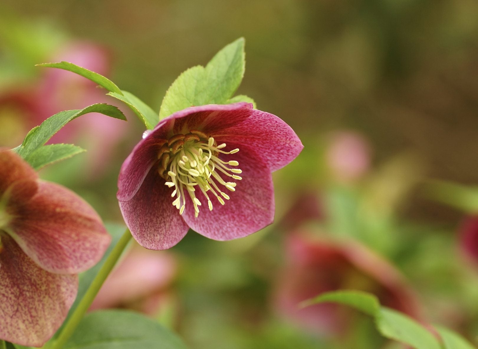 Growing Hellebore: How To Care For Hellebores | Gardening Know How