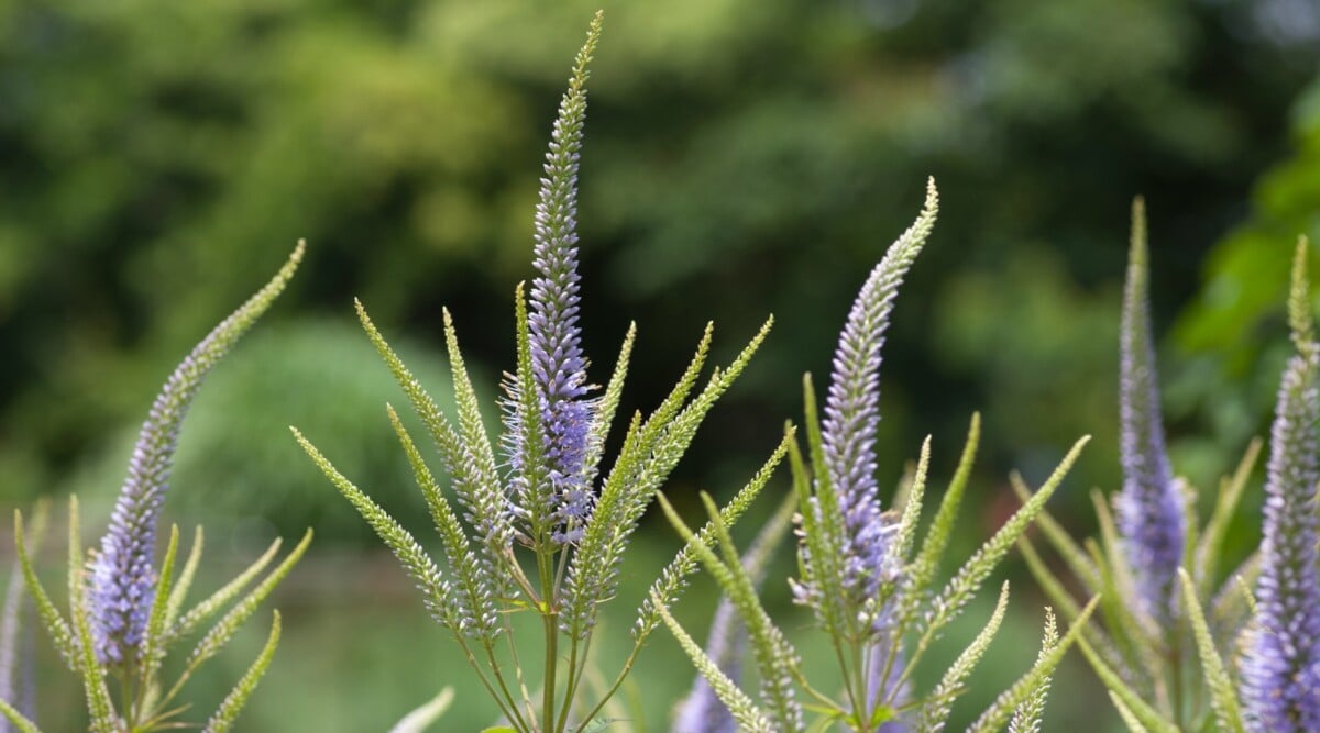 How to Plant, Grow, and Care For Culver's Root