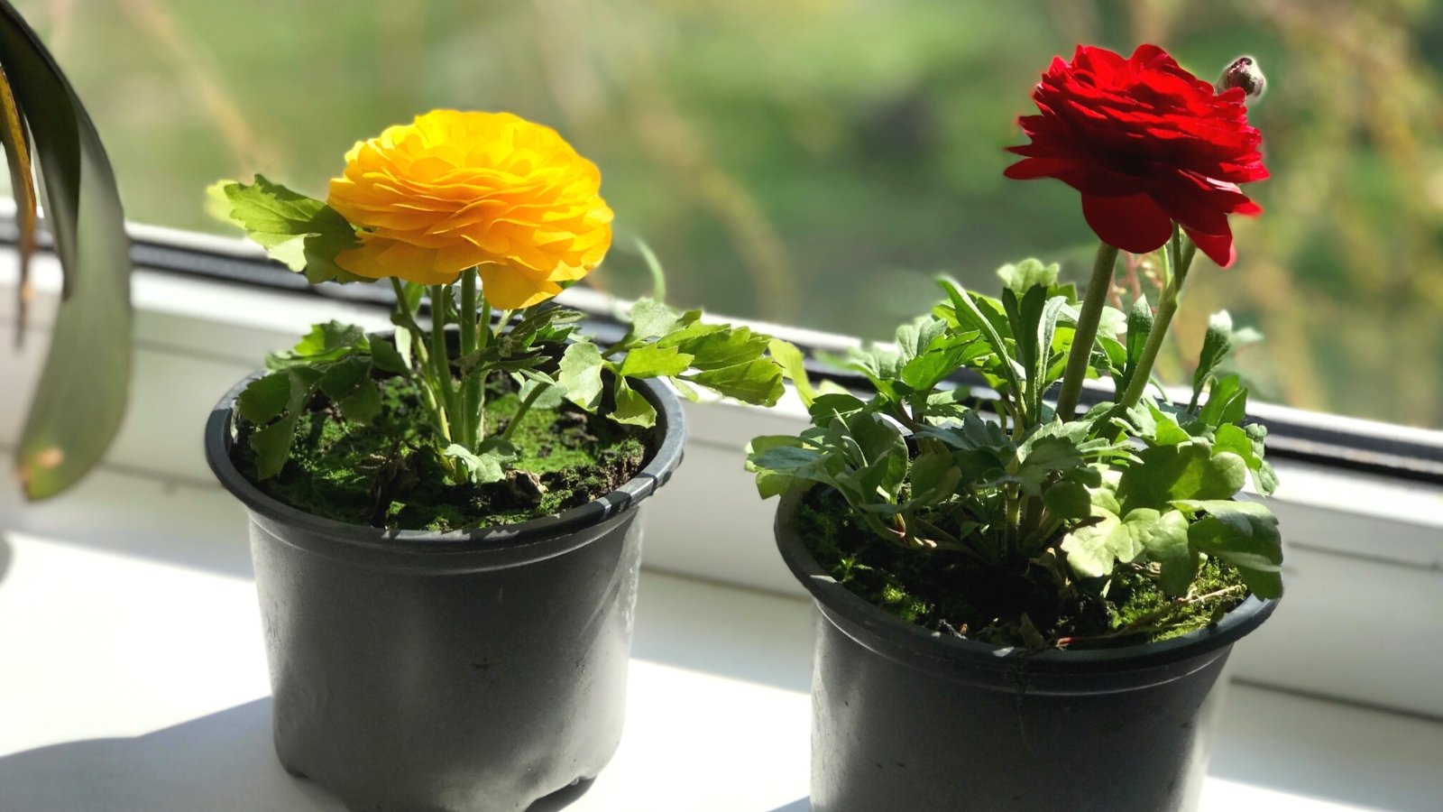 11 Tips for Growing Beautiful Ranunculus in Pots