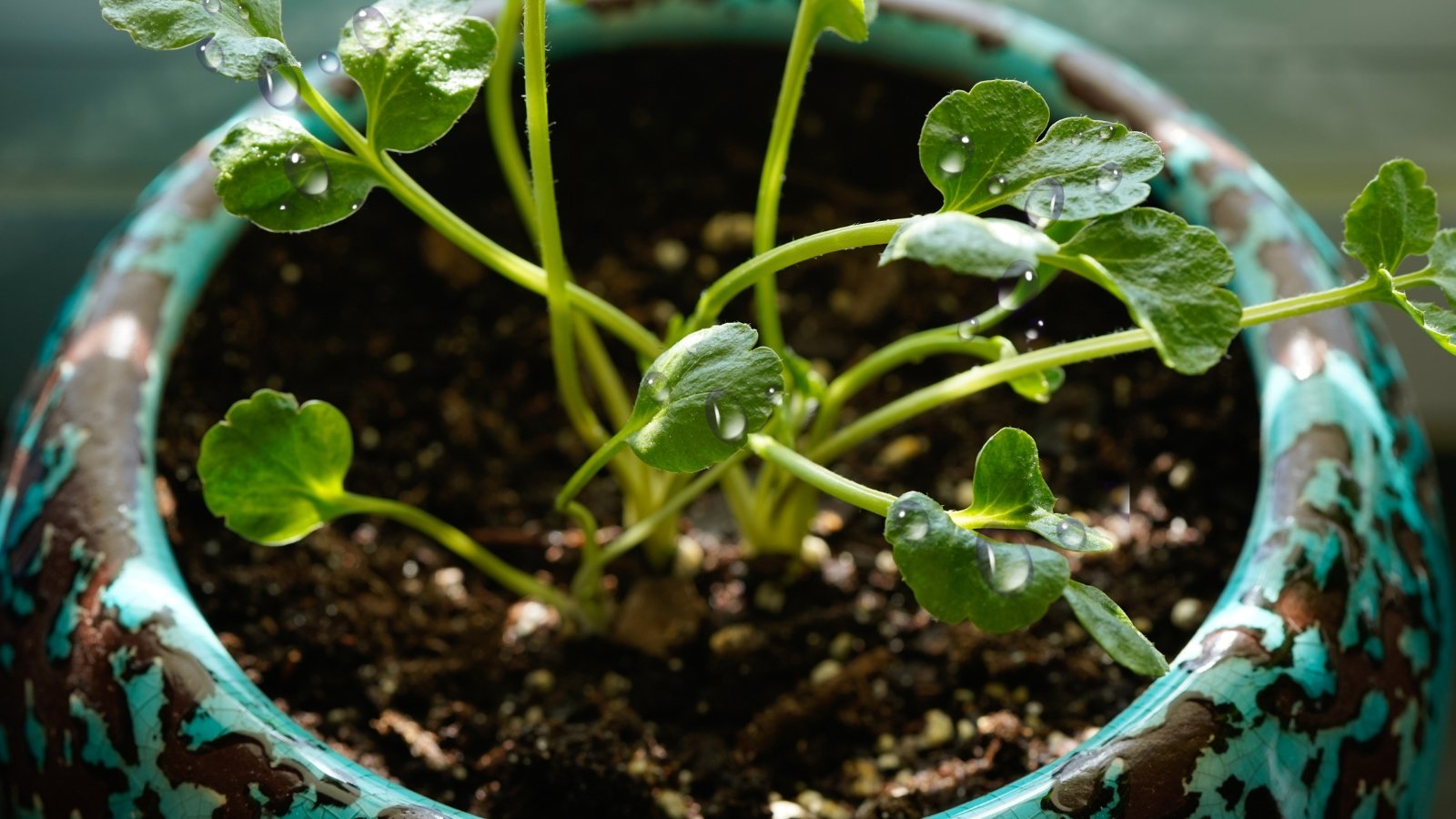 11 Tips for Growing Beautiful Ranunculus in Pots