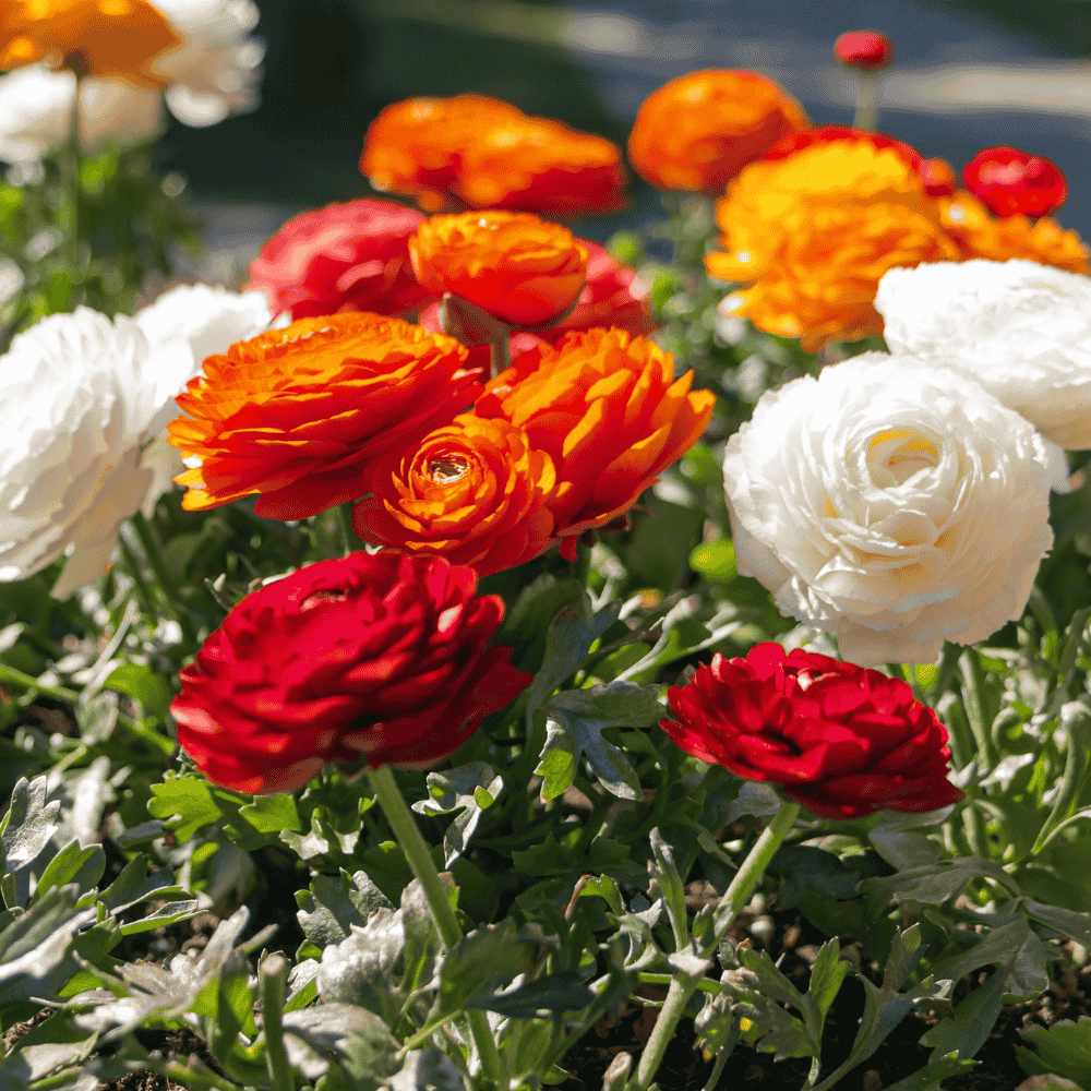 11 Essential Tips for Growing Gorgeous Ranunculus in Containers