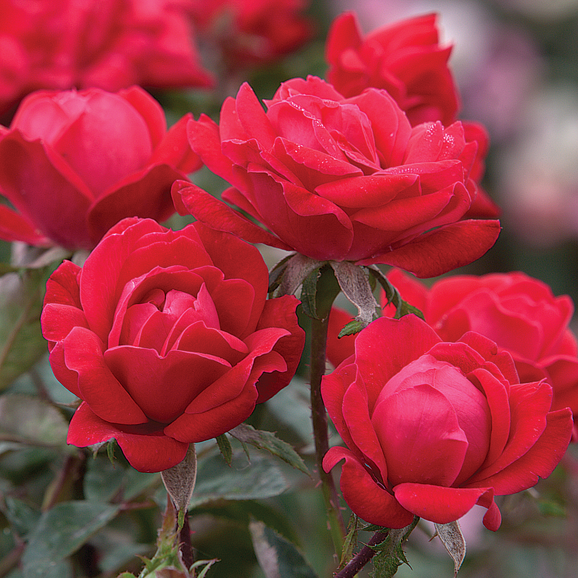 Double Knock Out Rose | Spring Meadow - wholesale liners - Spring Meadow  Nursery