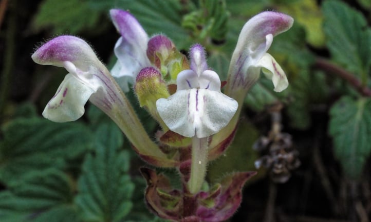 Scutellaria alpina