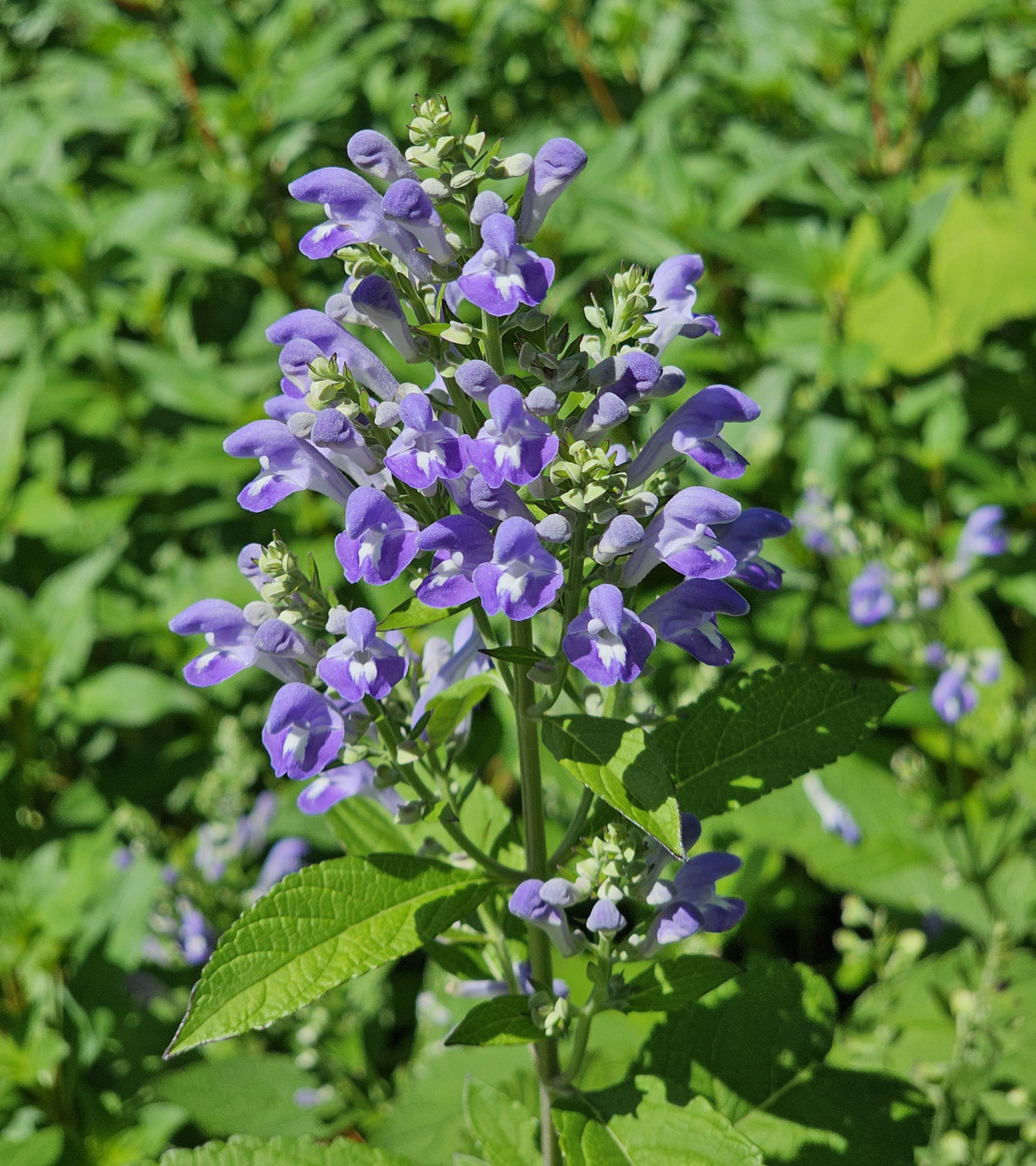 Downy Skullcap, Hoary Skullcap - 2-3'H Perennials - Almost Eden