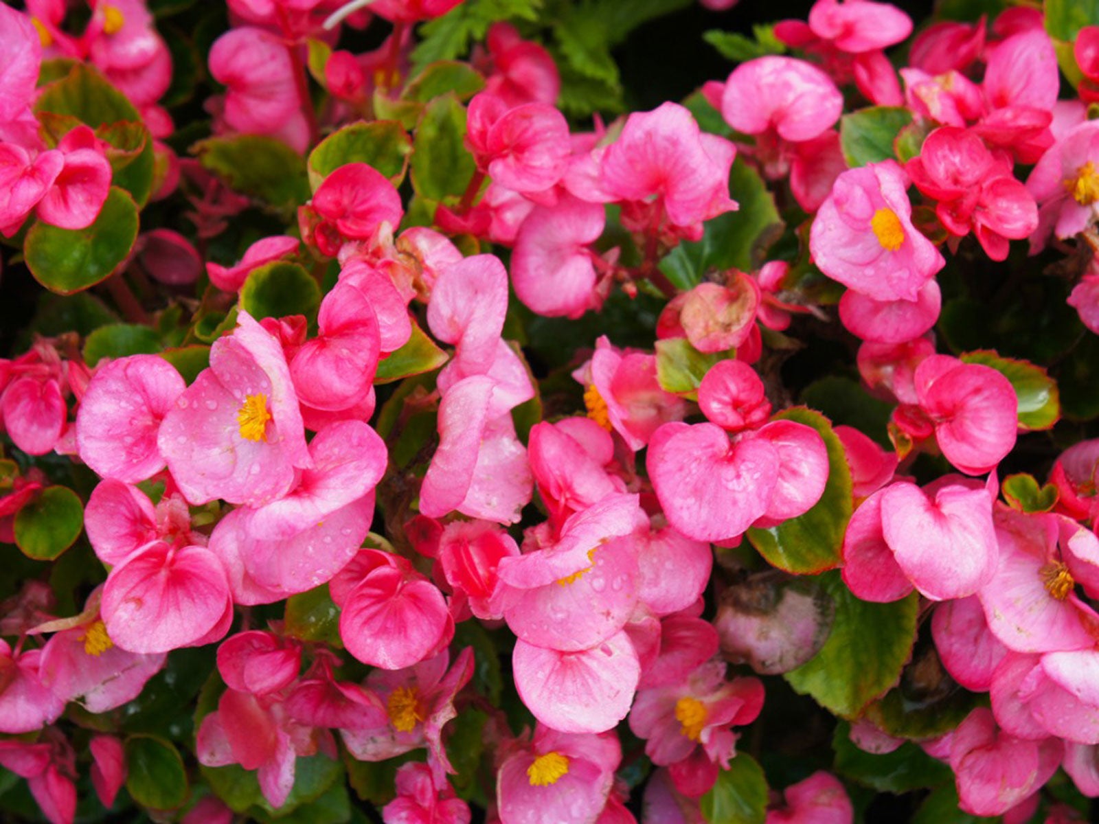 How To Propagate Begonias Properly, According To Experts | Gardening Know  How