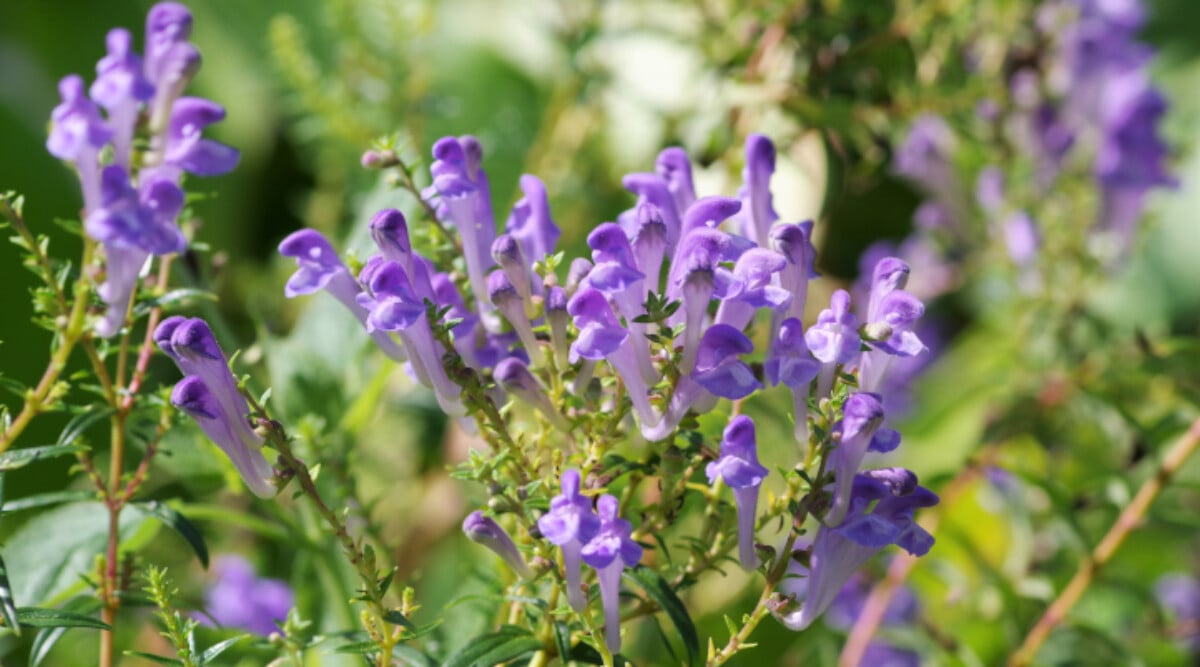 Unveiling the Wonders of Skullcap: Beauty, Benefits, and Care