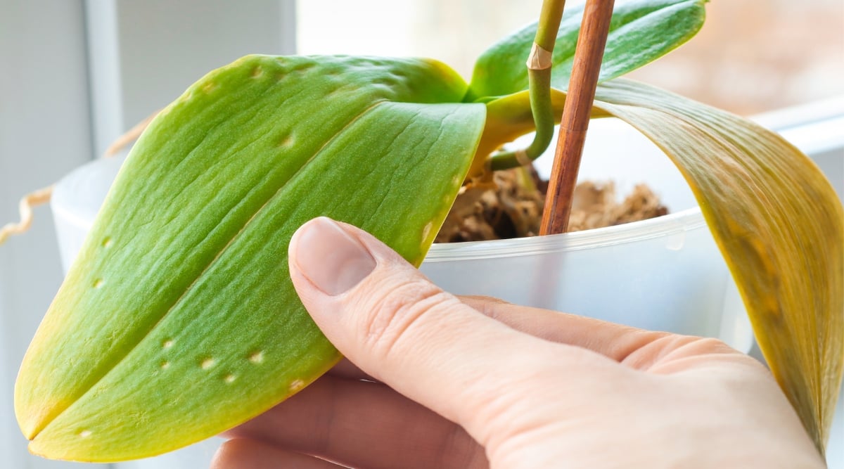 A hand gently cradles large orchid leaves exhibiting signs of weakness, their once-vibrant green now tinged with a delicate yellow, hinting at the effects of fertilizer burn. These leaves sprawl elegantly from the orchid, housed within a pristine white container.
