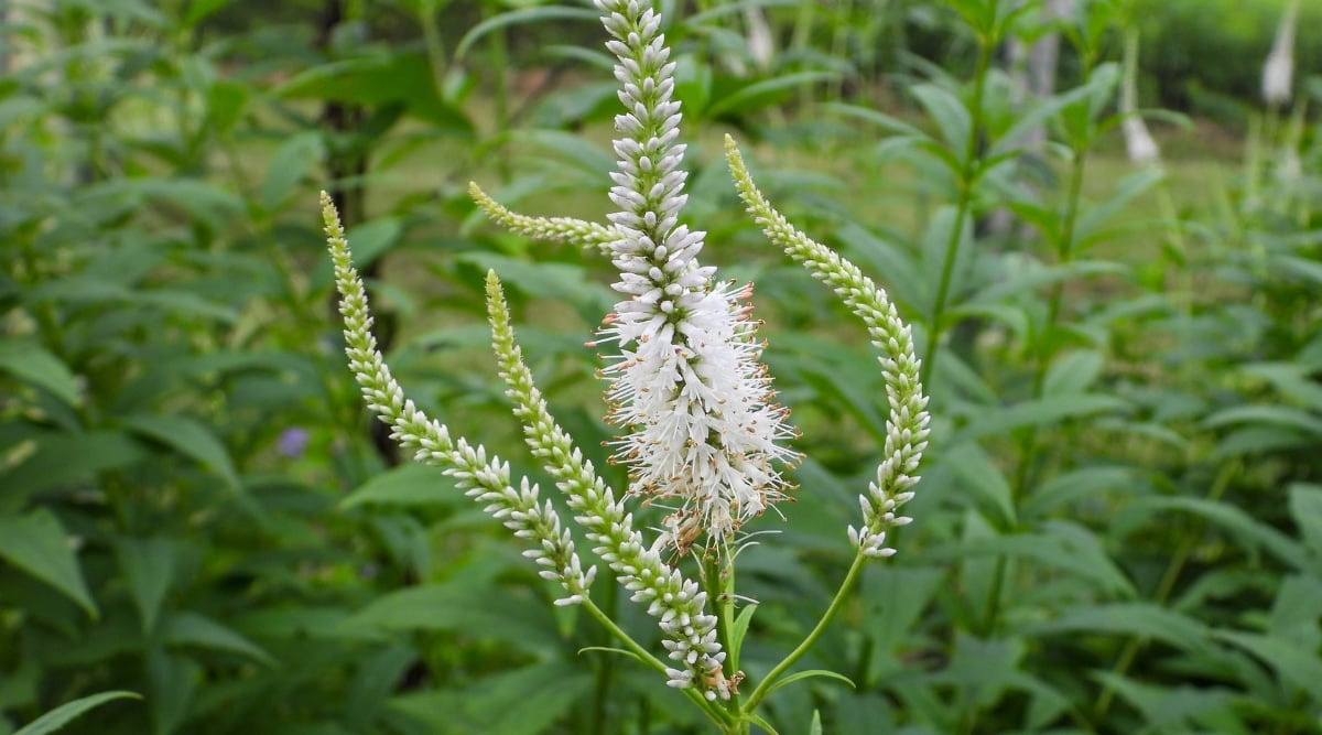 How to Plant, Grow, and Care For Culver's Root