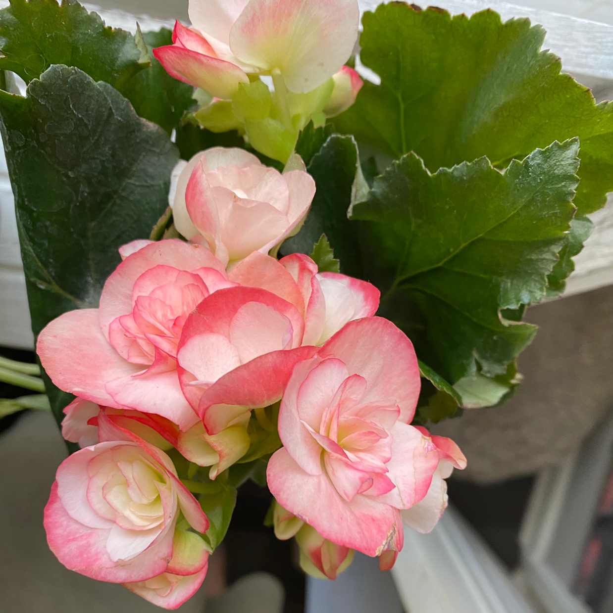 What Temperature Does My Tuberous Begonia Need?