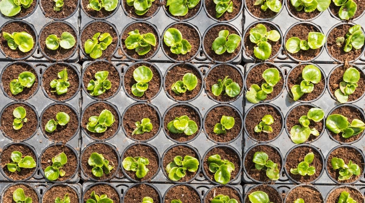 Young Seedings of Popular Garden Flower