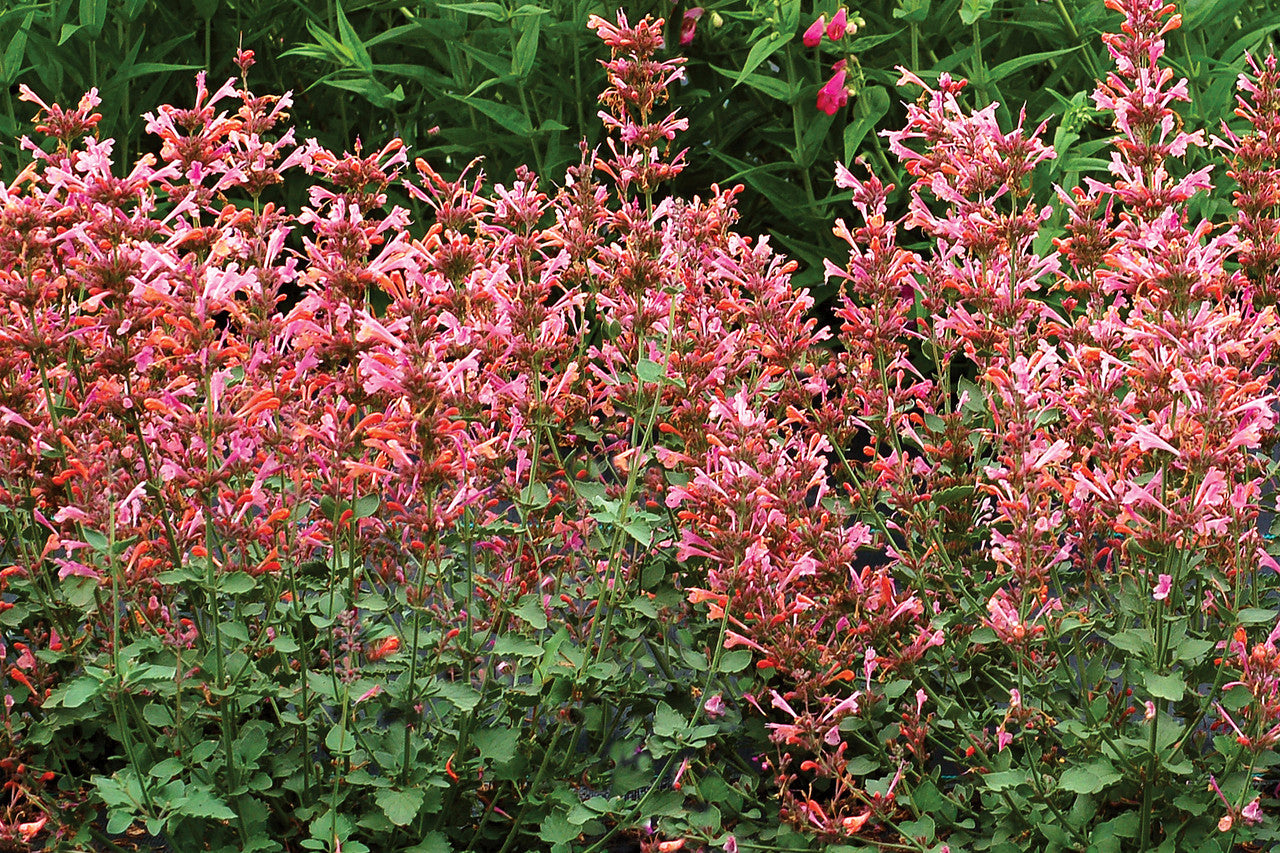 Agastache 'KUDOS™ Series Ambrosia' – Romence Gardens & Greenhouses