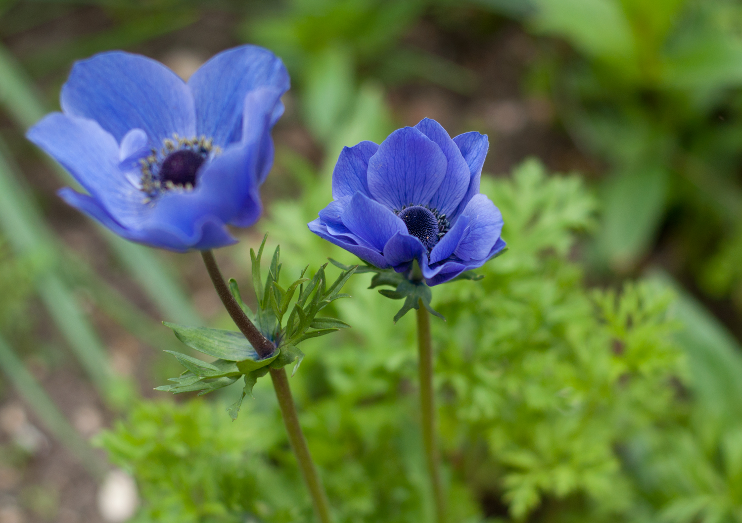 Buy Anemone De Caen Blue Bulbs Online | Anemone