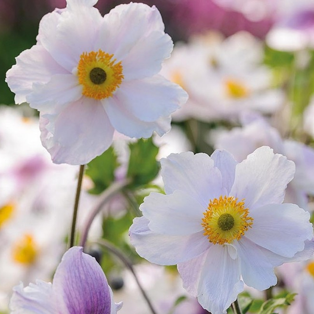 Anemone Dreaming Swan | Plants for Sale | Free UK Delivery Over £50