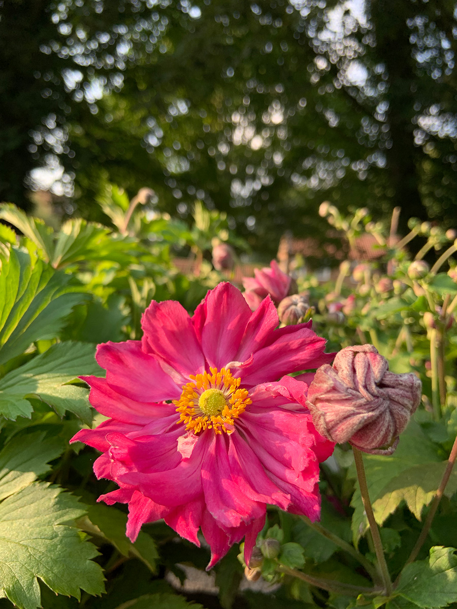 Anemone xh 'Fall In Love Sweetly' – Hare Spring Cottage Plants