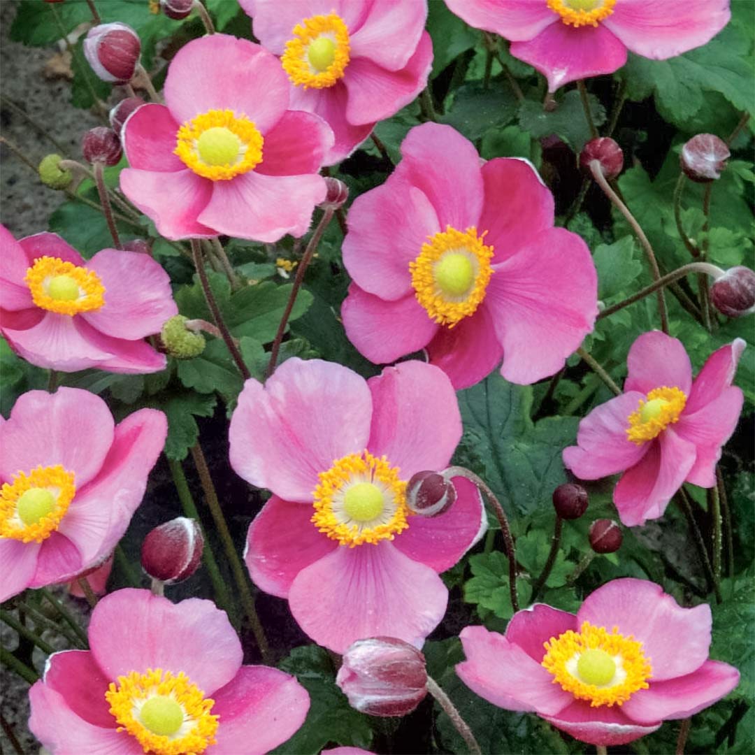 Anemone hupehensis 'Hadspen Abundance' – Barnsdale Gardens