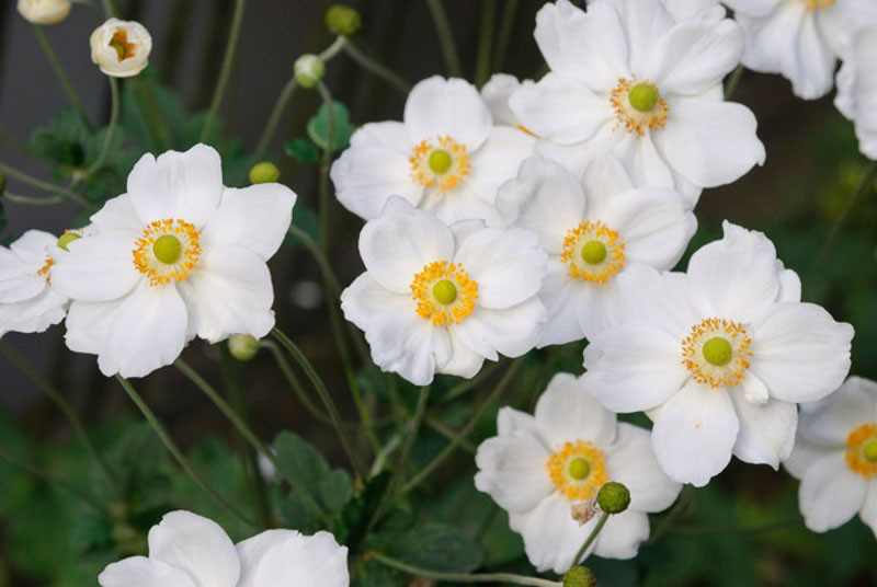 Anemone x hybrida 'Honorine Jobert' (Japanese Anemone)