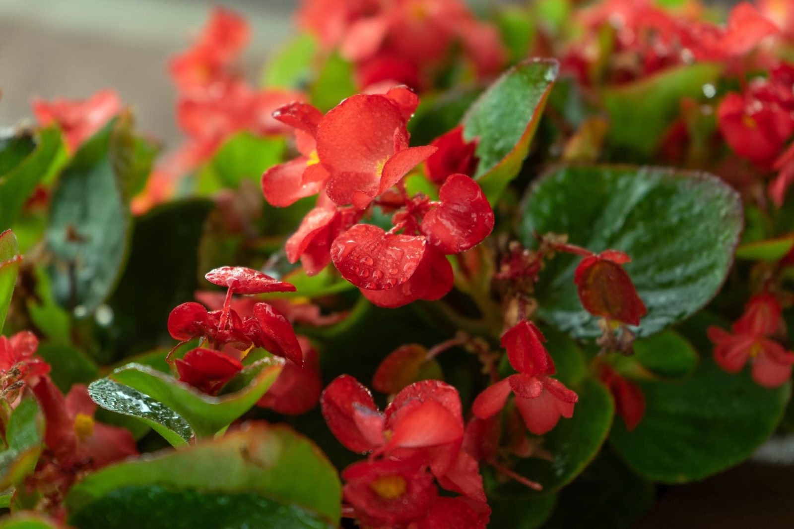 How To Water & Fertilise Begonia Plants | Horticulture.co.uk