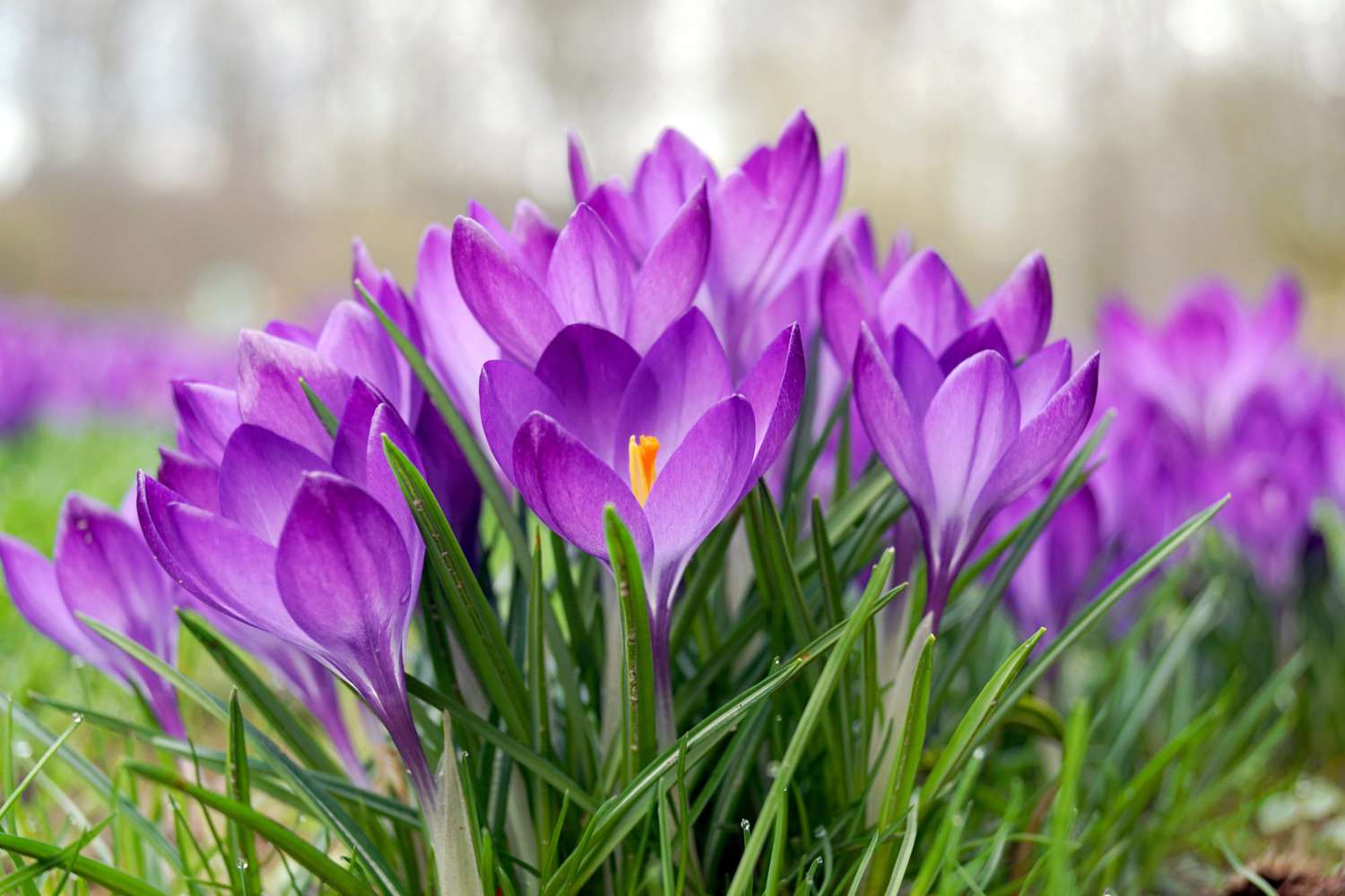 Most Popular Spring and Fall Crocus Varieties and How to Care for Them