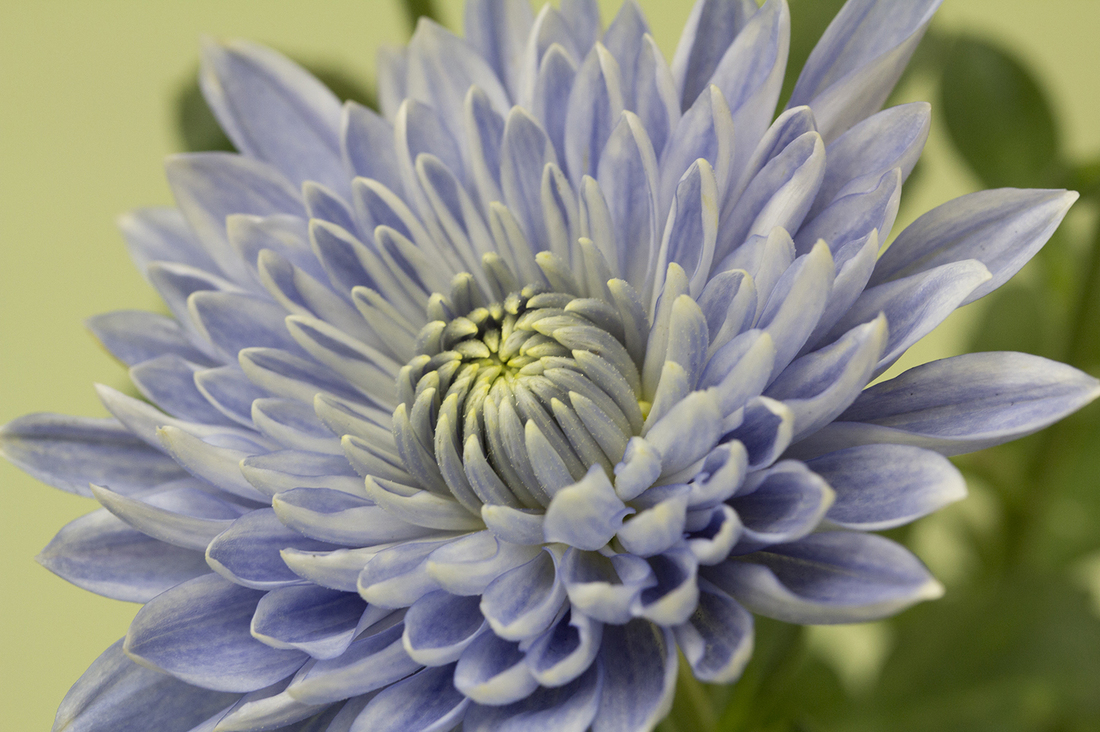 7 Fertilizing Tips for Mums to Achieve Stunning Blooms