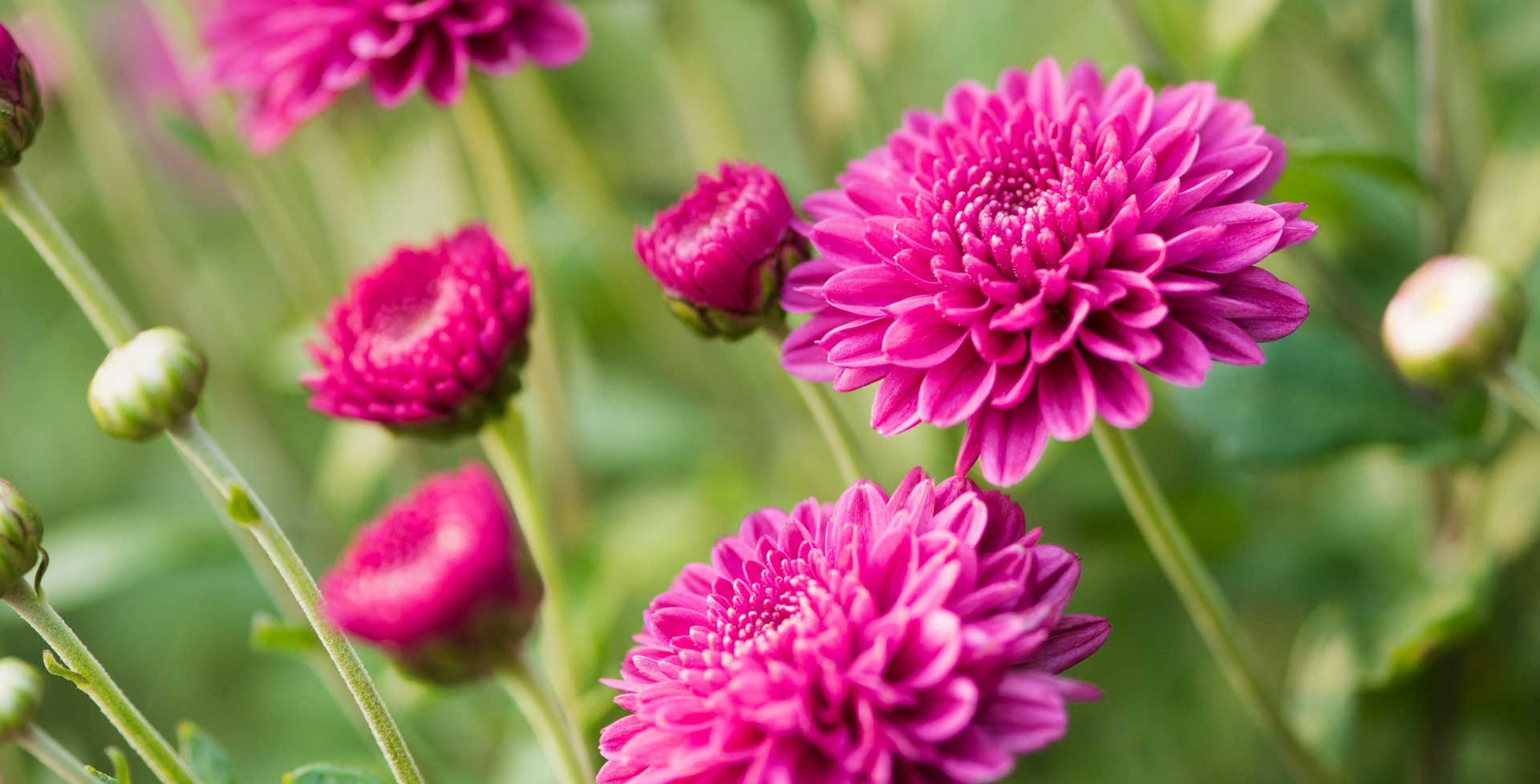 Chrysanthemum / RHS Gardening