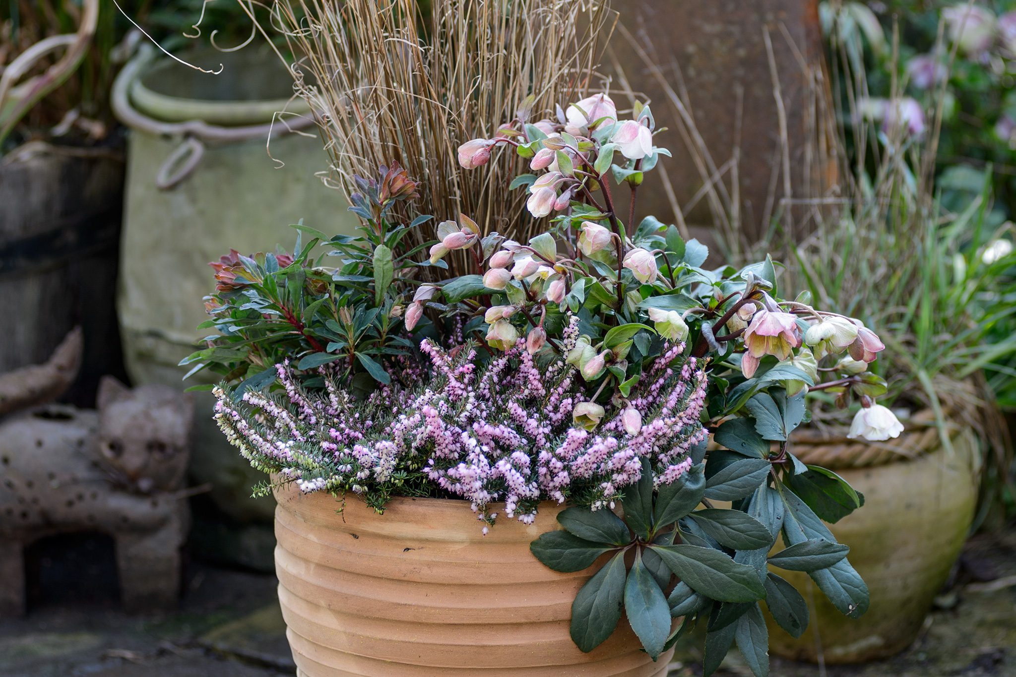 Four Hellebore Container Ideas | BBC Gardeners World Magazine