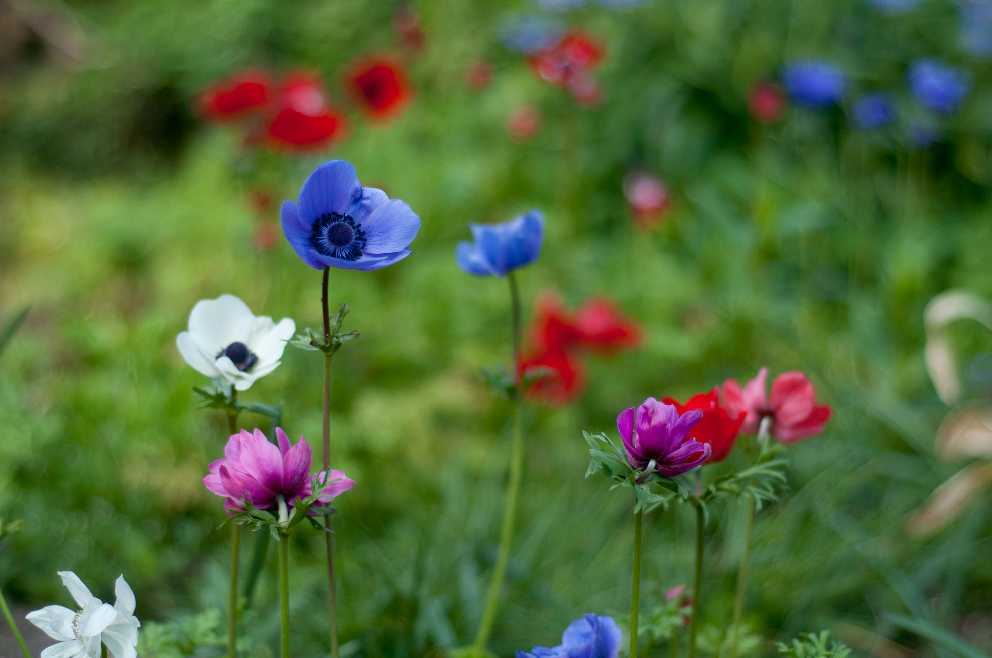 Anemone coronaria de Caen Mixture | Anemone | Gee Tee Bulbs UK