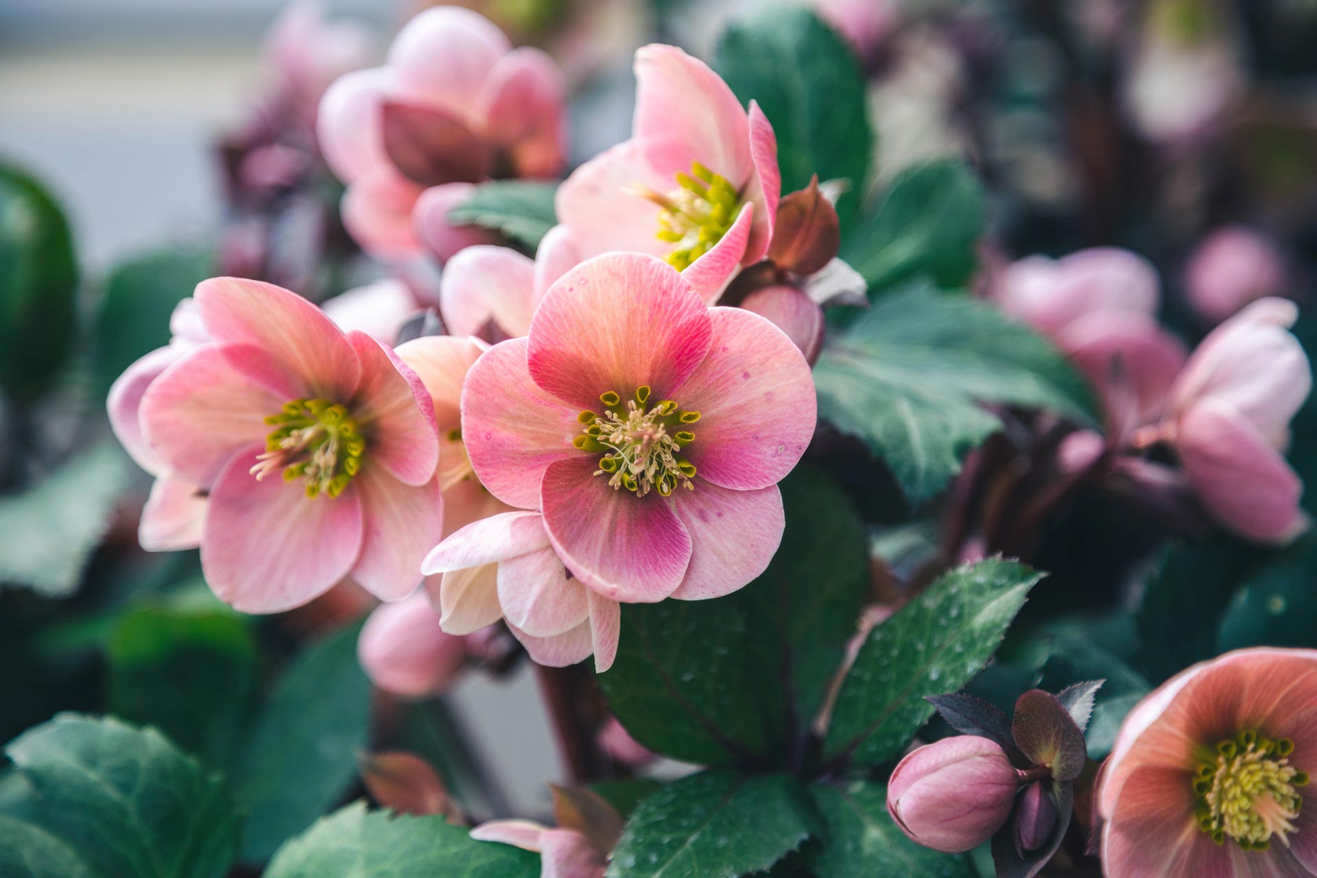 Departments - Lenten Rose HGC® Pink Frost 1 Gallon