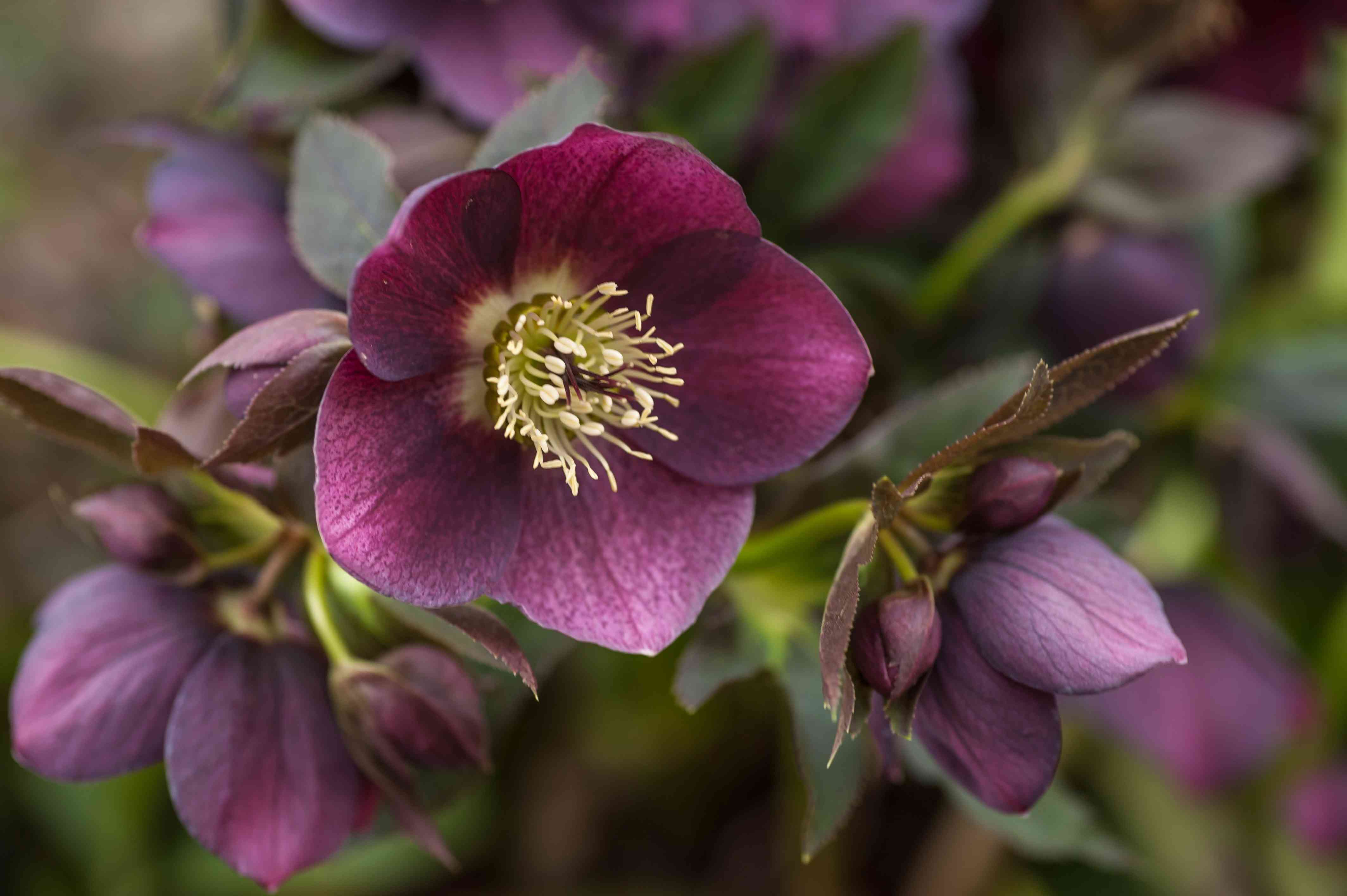 How to Grow and Care for Hellebores in Containers