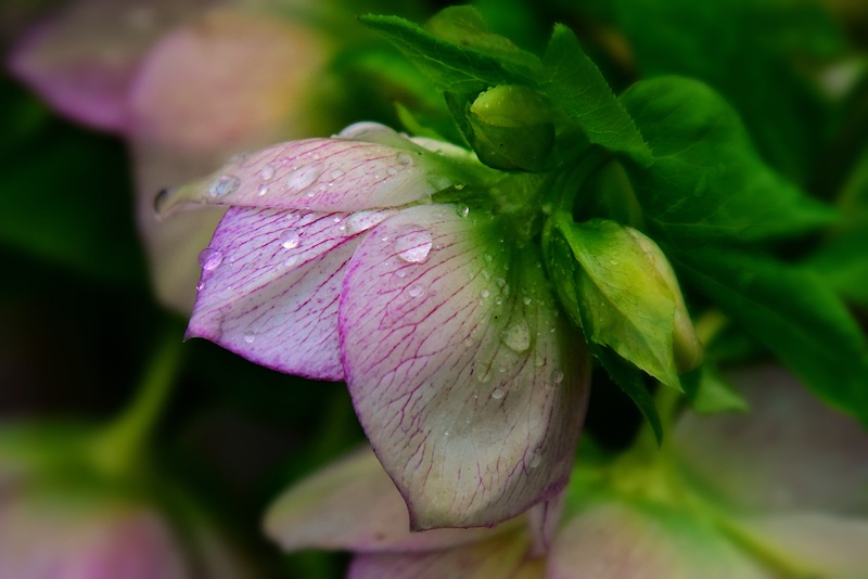 Watering Hellebore | Plant Addicts