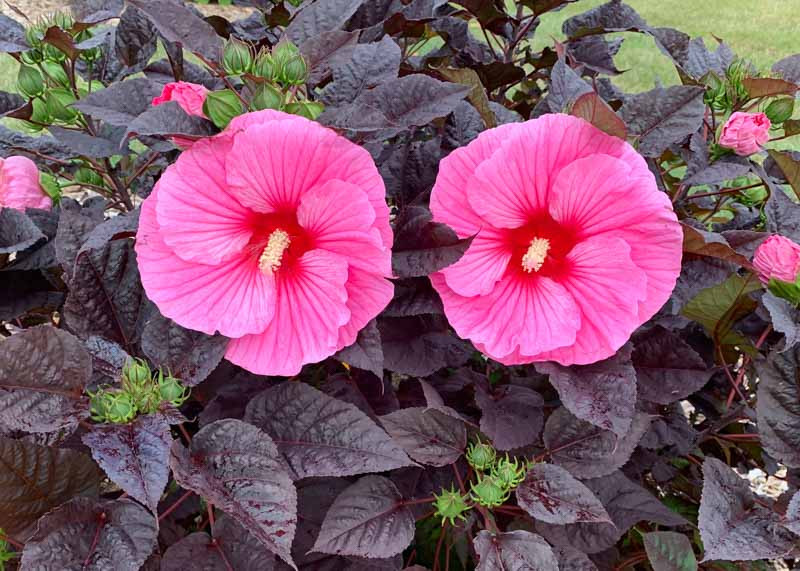 Hibiscus 'Edge of Night' (Rose Mallow): All You Need To Know