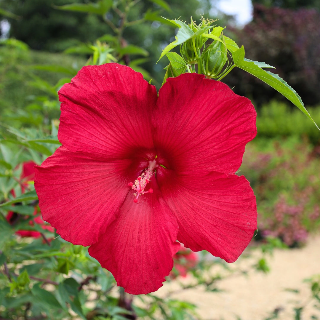 Buy Hibiscus Lord Baltimore Online | Garden Goods Direct