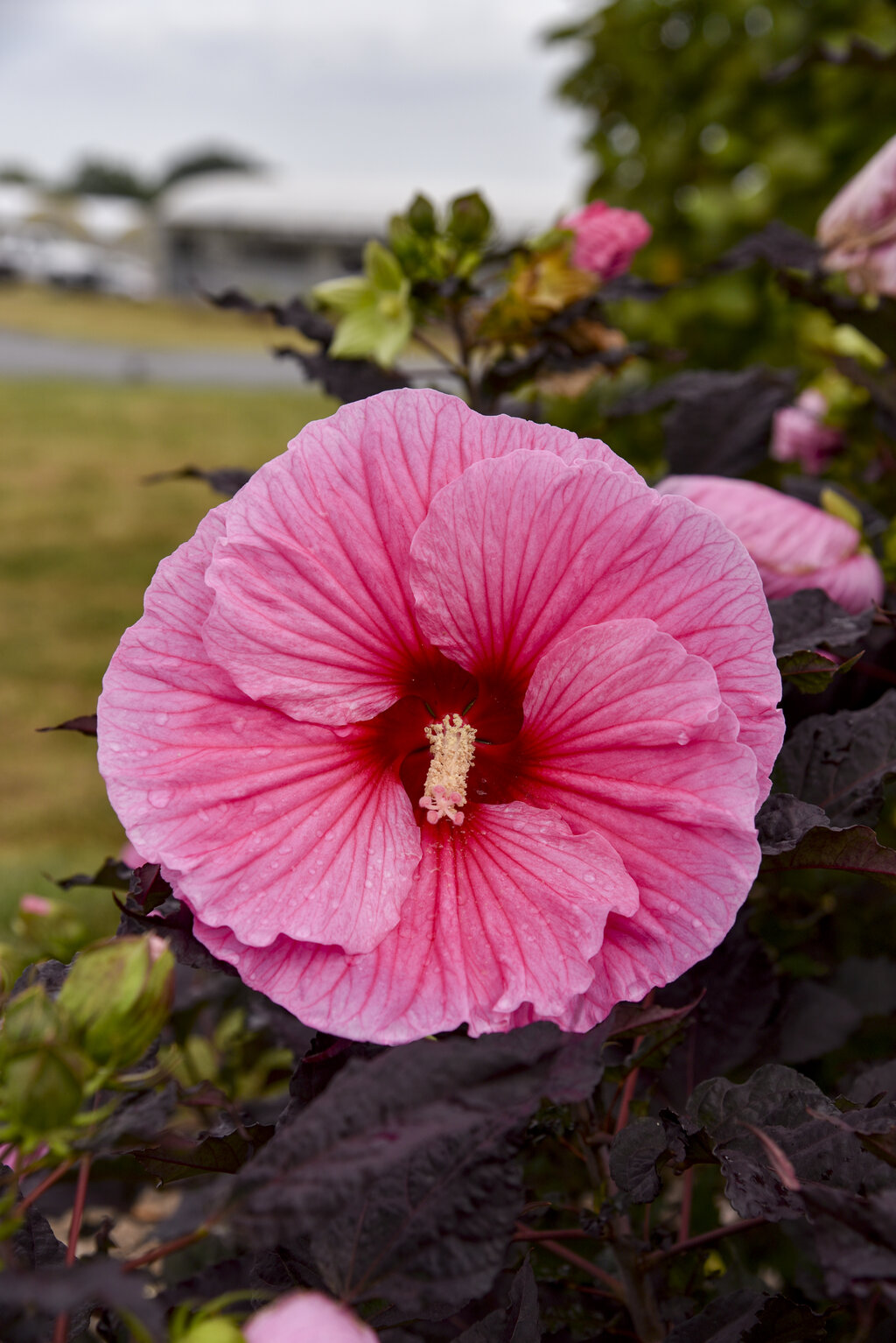 Summerific® 'Edge of Night' - Rose Mallow - Hibiscus hybrid | Proven Winners