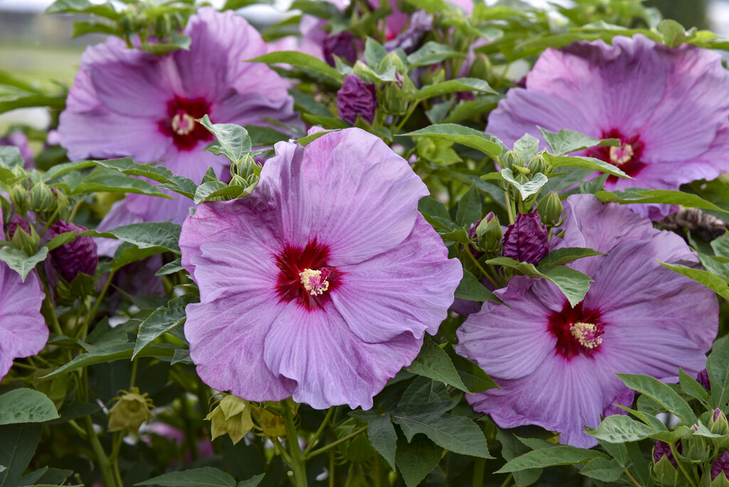 Summerific® 'Lilac Crush' - Rose Mallow - Hibiscus hybrid | Proven Winners