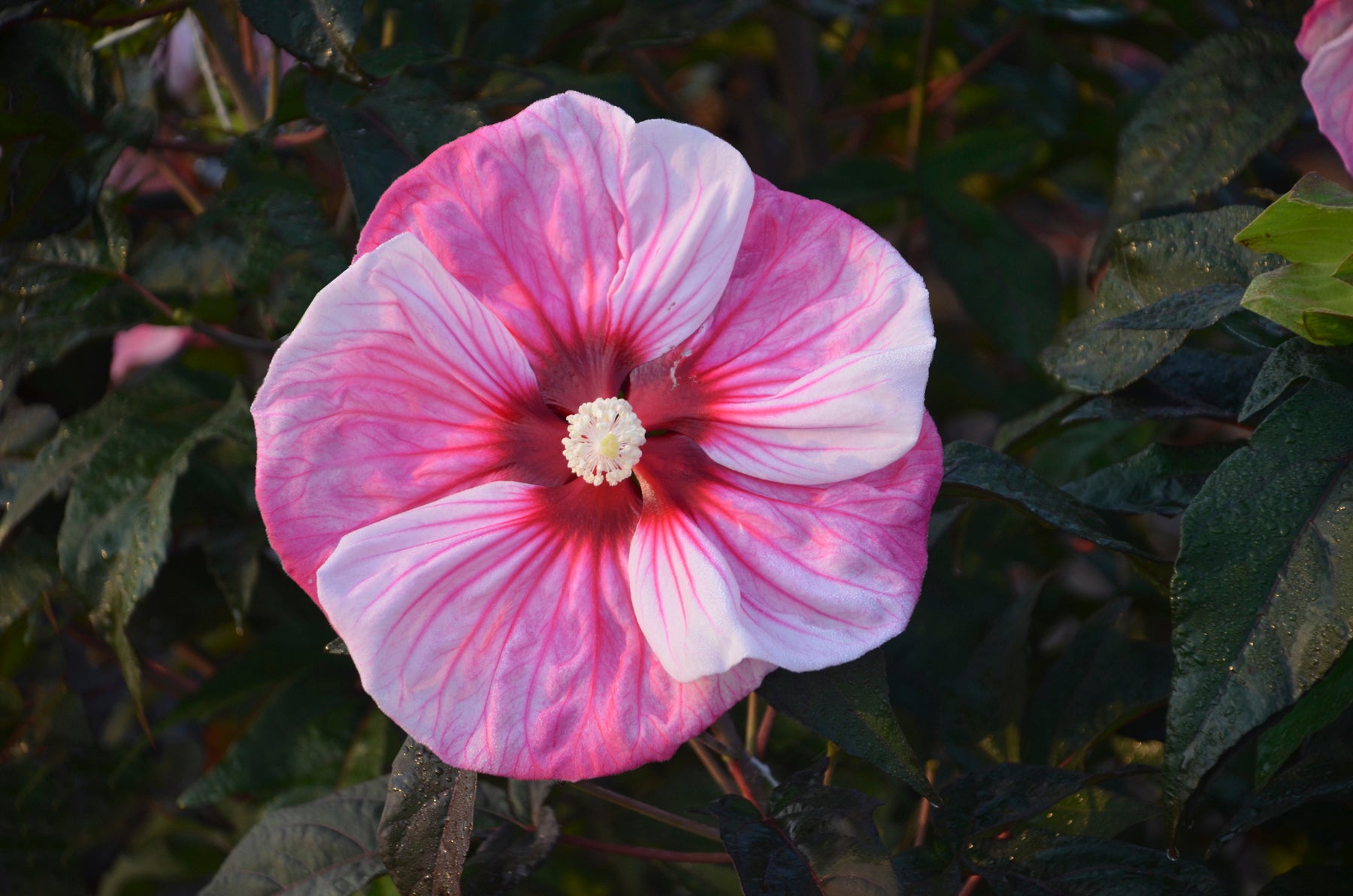 Summerific® Cherry Choco Latte Rose Mallow – Green Promise Farms