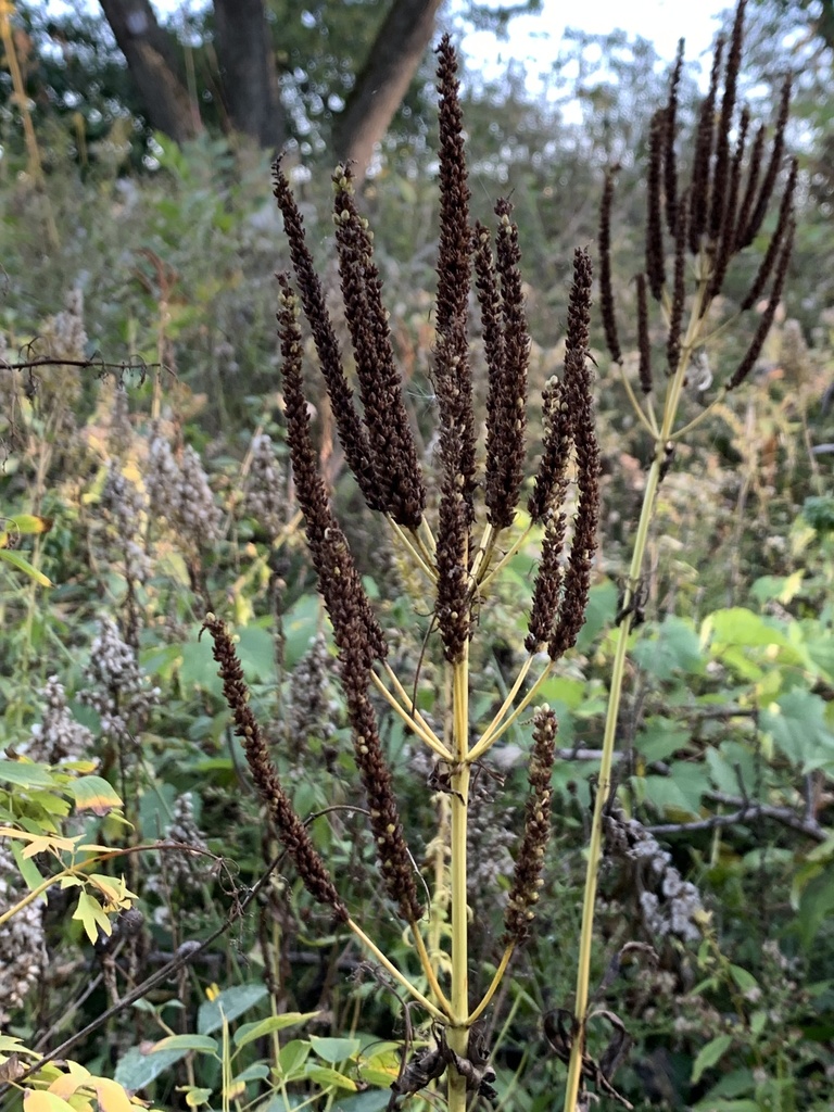 Culver's root (Veronicastrum virginicum) · iNaturalist