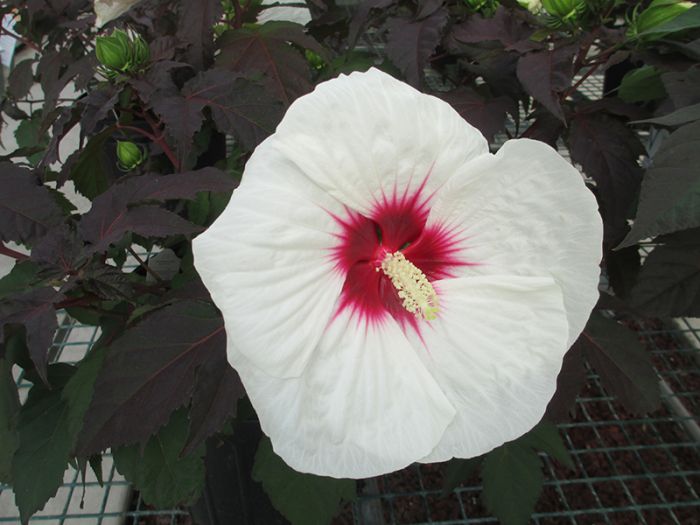 Mocha Moon Hibiscus | Gertens Garden Center