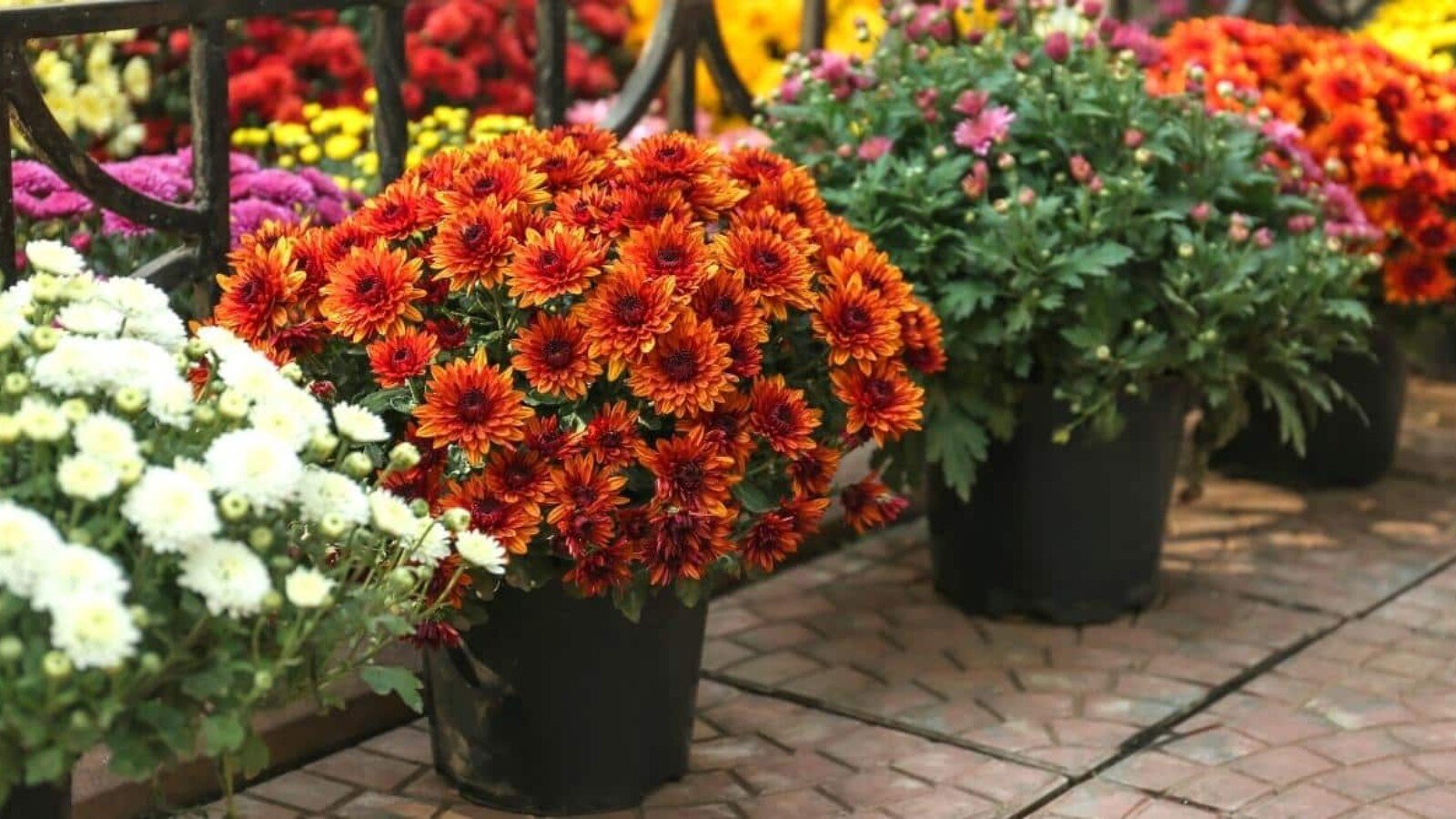 11 Tips For Growing Chrysanthemums in Pots or Containers