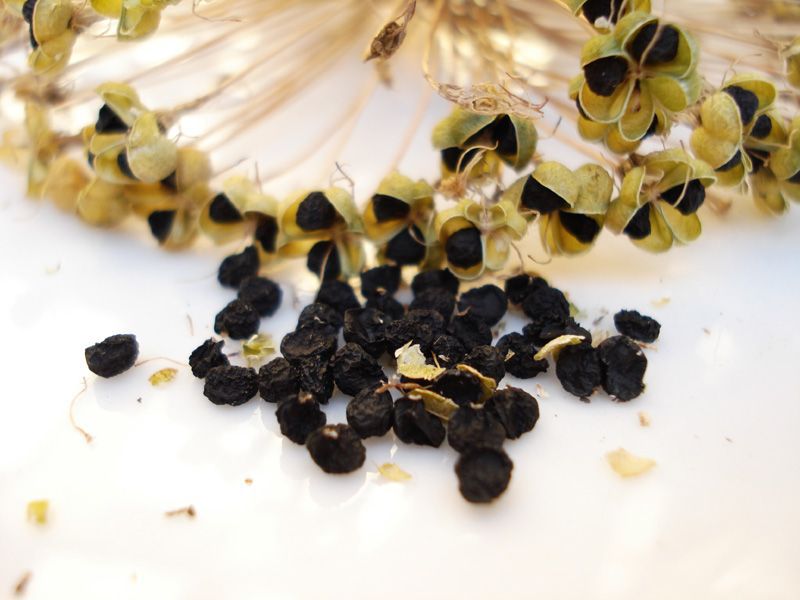 11 Easy to Save Flower Seeds