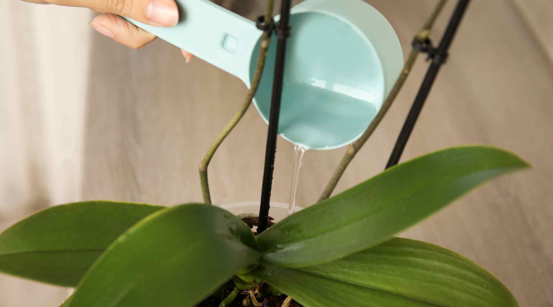 Find out what causes orchids to turn black or brown?