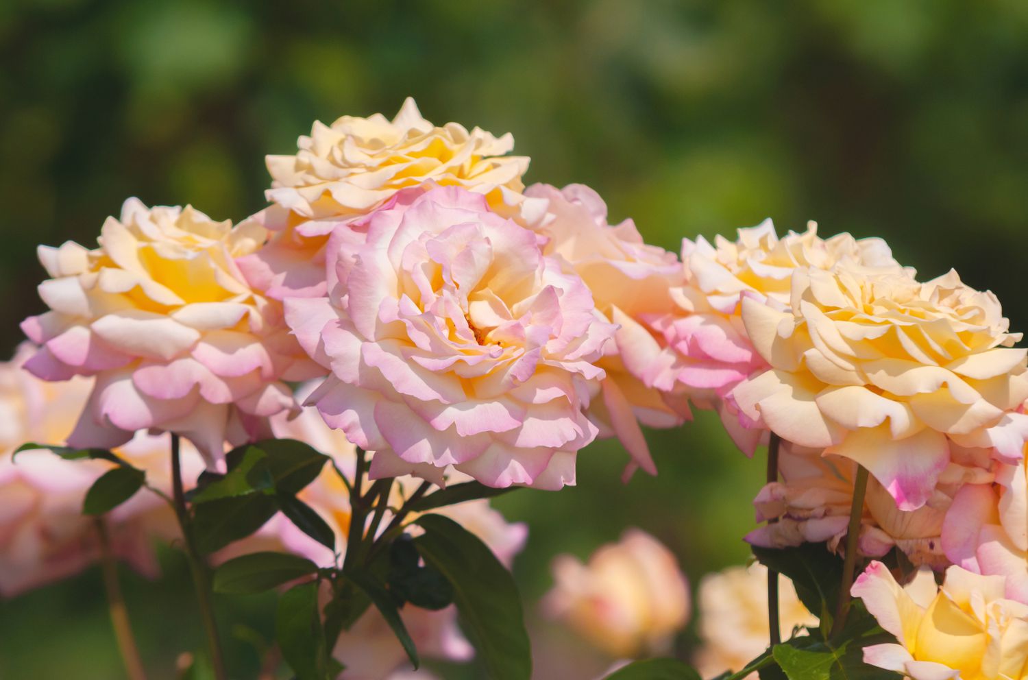 Peace Rose: Plant Care & Growing Guide