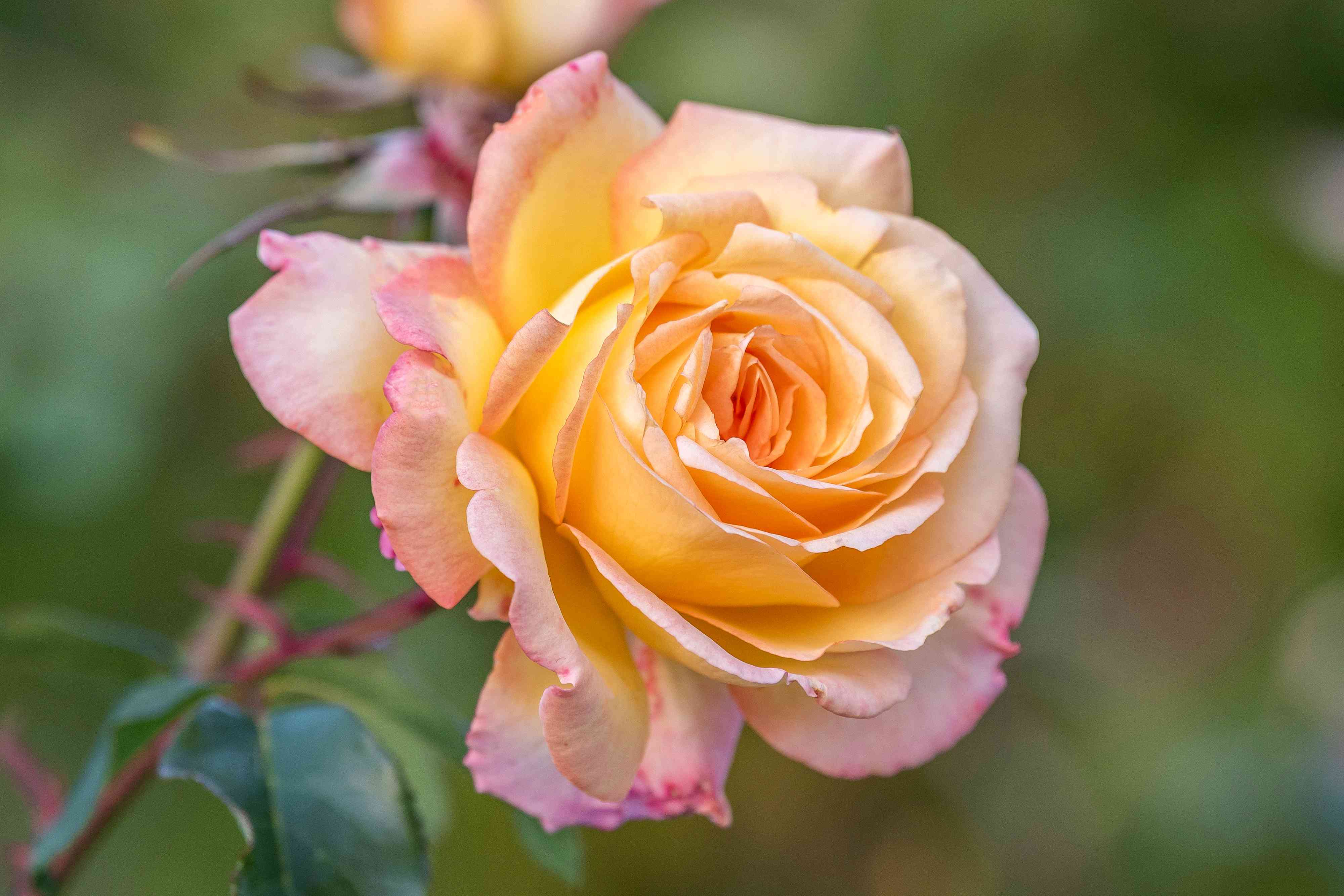 Roses Through the Ages: 15 Beloved Varieties You Need to Know