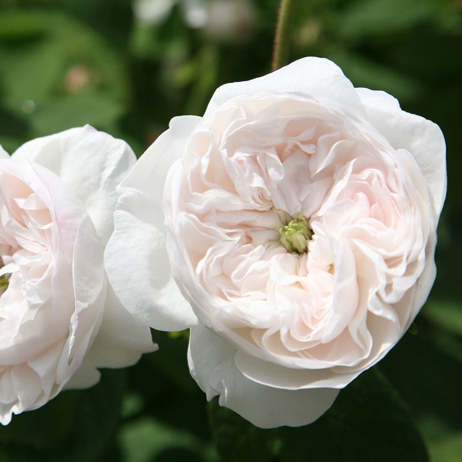 Buy rose Madame Hardy (shrub) Rosa 'Madame Hardy'