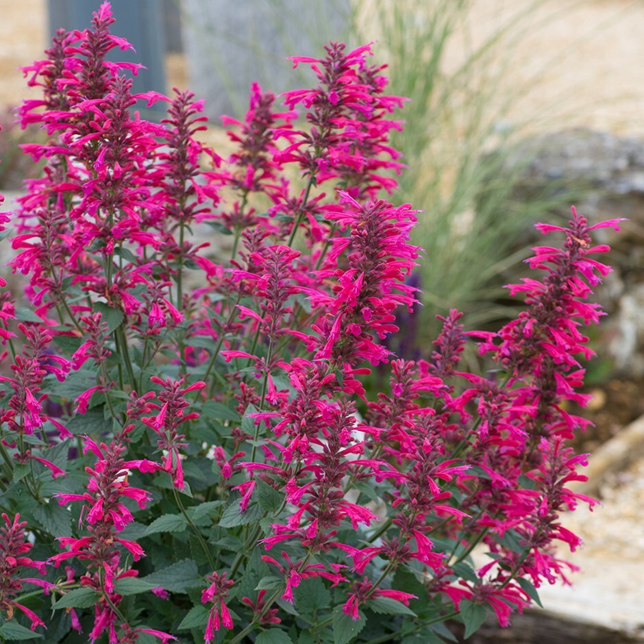 Buy giant hyssop Agastache Morello: £6.39 Delivery by Crocus