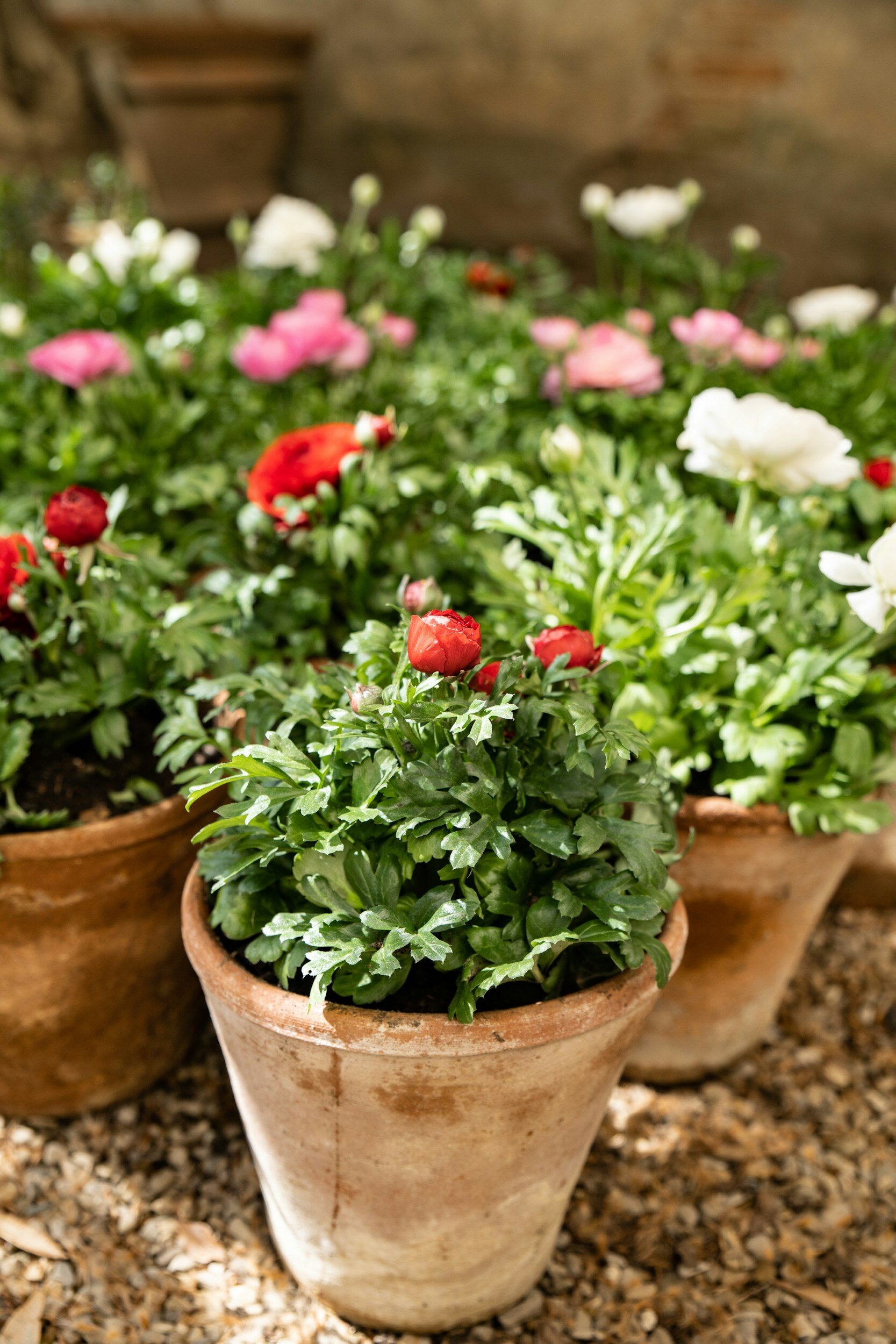 Growing Ranunculus in Pots: A Simple Guide — Meadowlark Journal